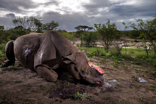 6d Brent Stirton